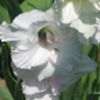 ematae92